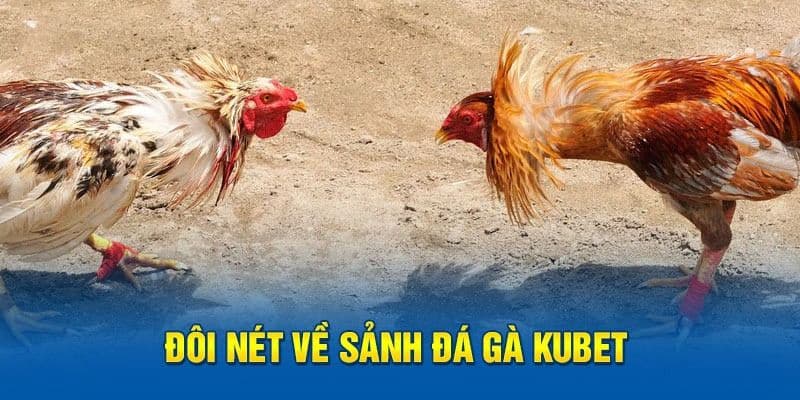 Đá gà là sảnh cược được người chơi yêu thích nhiều nhất tại Kubet