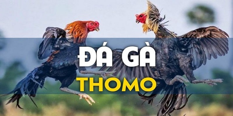 Loại hình đá gà Thomo 