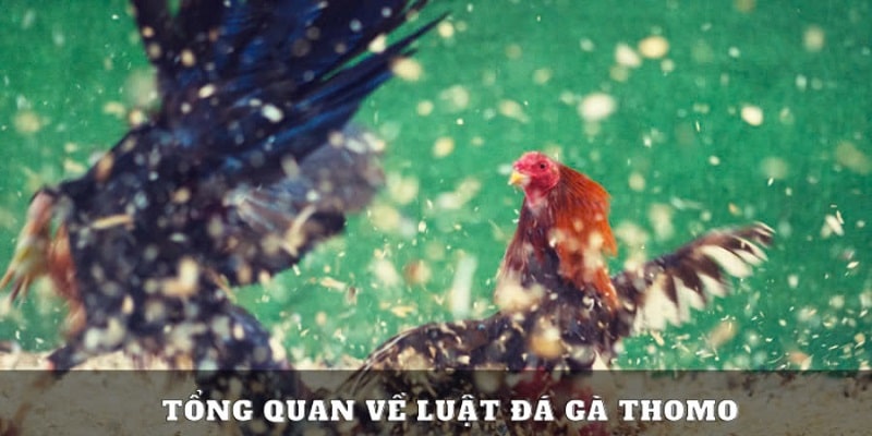 Luật cơ bản trong đá gà tại Thomo 